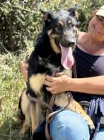 ACE: Rocky is een lieve en mensvriendelijke hond, Dieren en Toebehoren, Particulier, Reu, 1 tot 2 jaar, Buitenland