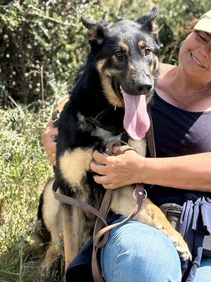 ACE: Rocky is een lieve en mensvriendelijke hond, Dieren en Toebehoren, Honden | Niet-rashonden, Groot, Reu, Particulier, Eén hond