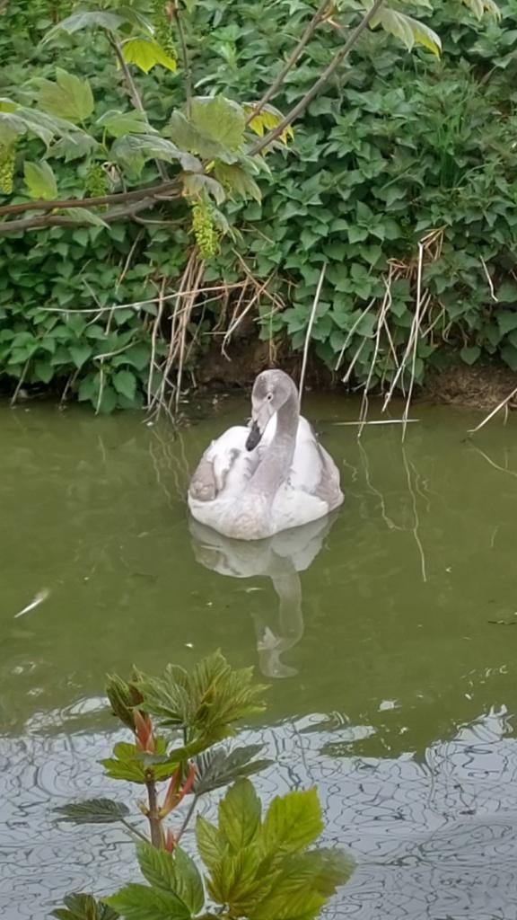 Whooper zwaan, Dieren en Toebehoren, Meerdere dieren, Gans of Zwaan