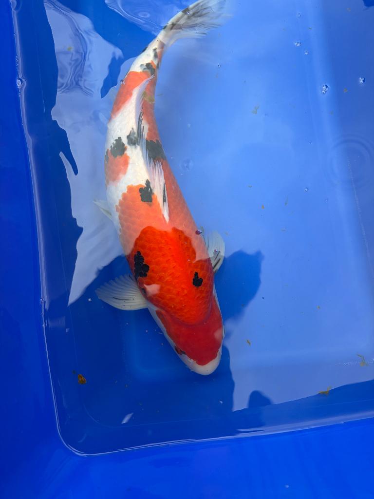 Sanke zeer hoge kwaliteit!!, Dieren en Toebehoren, Vissen | Vijvervissen, Karper of Koi