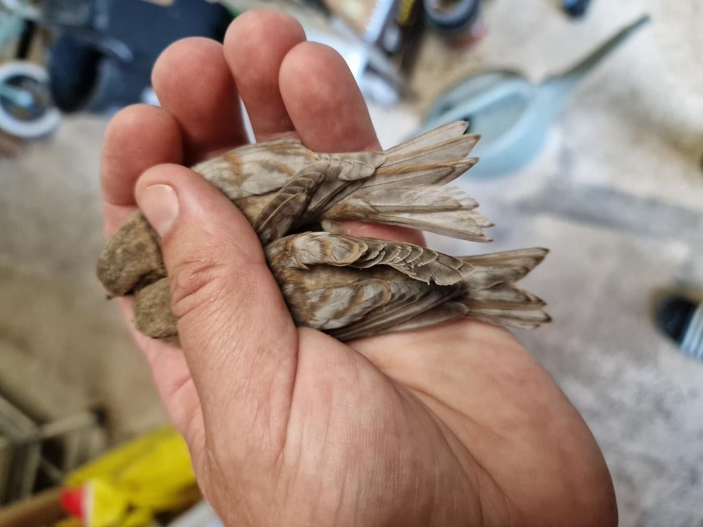 Gezocht kleine barmsijzen mutatie Écaillé, Meerdere dieren, Wildzangvogel, Geringd