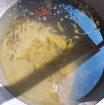 Vijvervissen, Goudvis(sen)