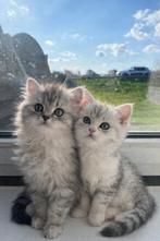 Britse korthaar, Meerdere dieren, Ontwormd, 0 tot 2 jaar