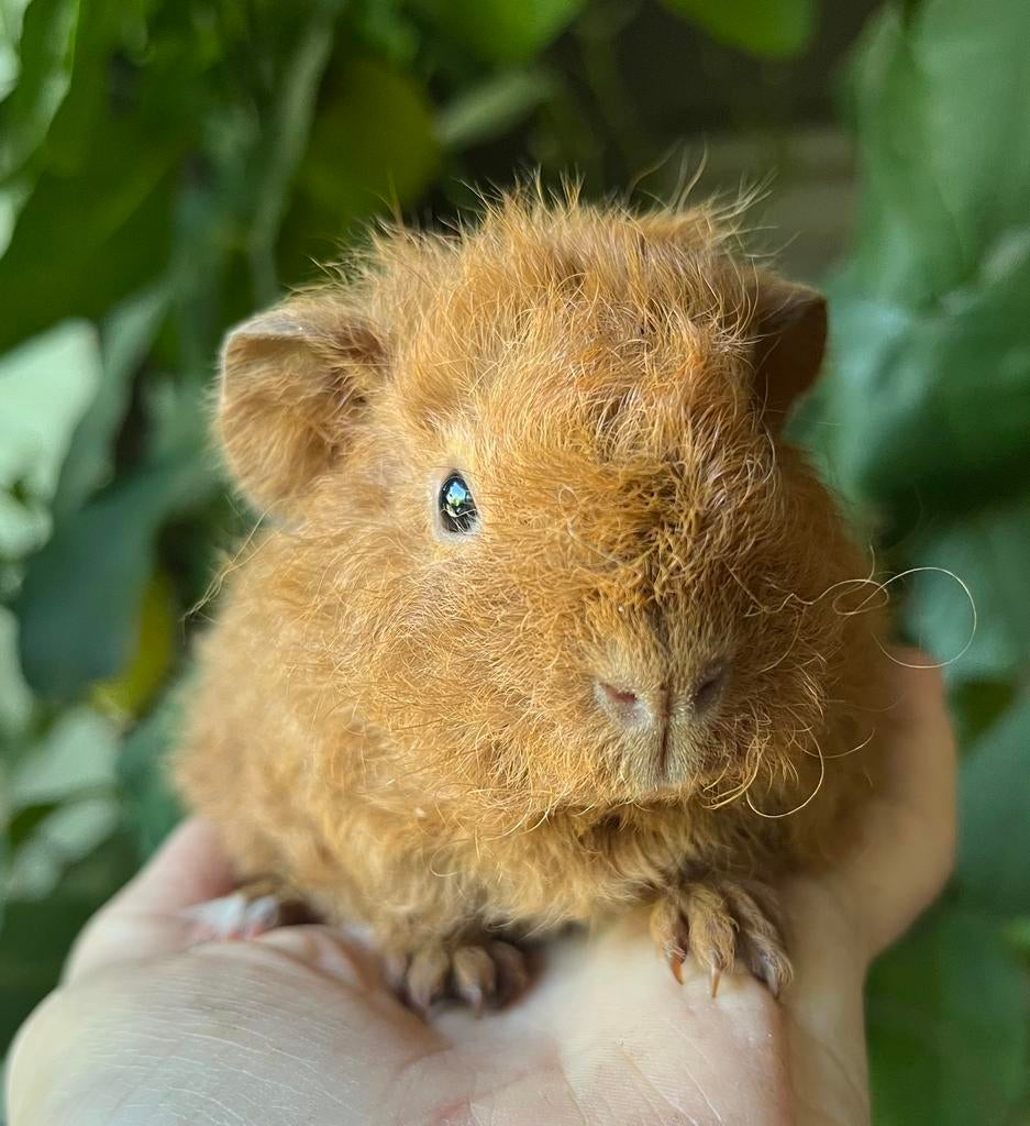 Schattig rood US Teddy cavia beertje, Dieren en Toebehoren, Knaagdieren, April, Mannelijk, Cavia