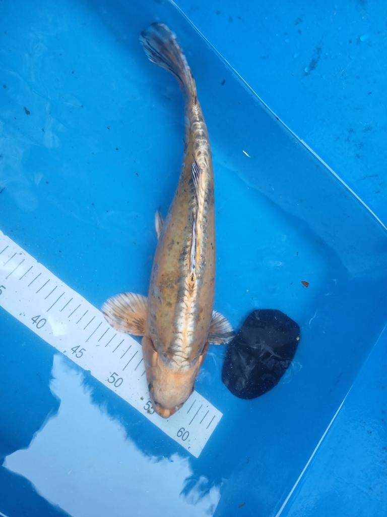 Leuke goud gele Doitsu koi 45 cm, Karper of Koi