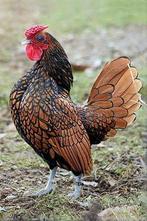 Sebright haan van vorig jaar gratis