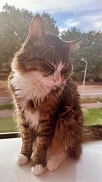 Rode kitten als maatje voor mijn binnenkat (3,5 jaar), Dieren en Toebehoren, Ophalen