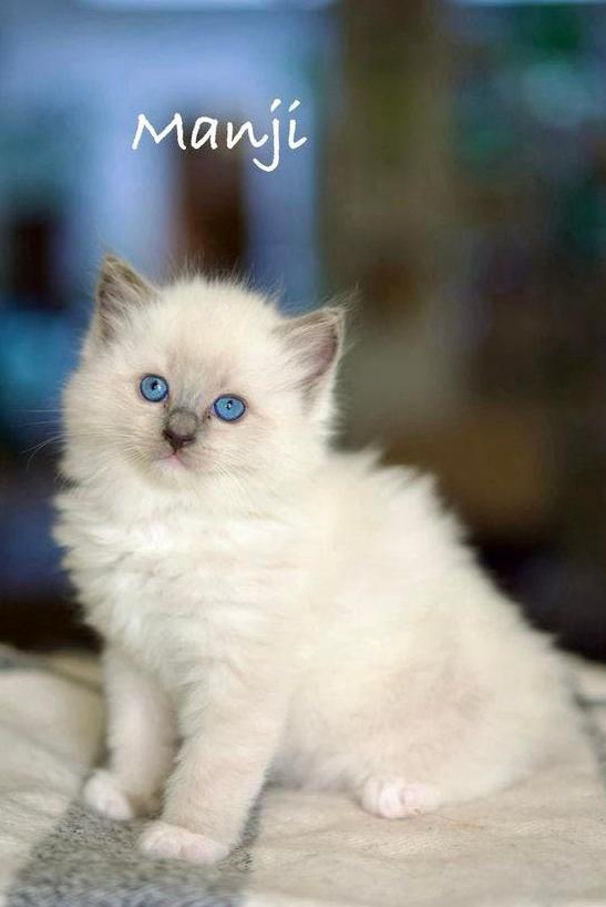 Ragdoll kittens met stamboom 🩷, Dieren en Toebehoren, Katten en Kittens | Raskatten | Langhaar, Meerdere dieren, Met stamboom