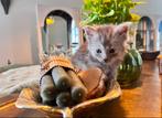 Blue zilver smoke Maincoon katertje zoekt gouden mandje, Dieren en Toebehoren, Katten en Kittens | Raskatten | Langhaar, Kater