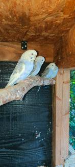 Grasparkieten, Dieren en Toebehoren, Vogels | Parkieten en Papegaaien, Meerdere dieren, Parkiet