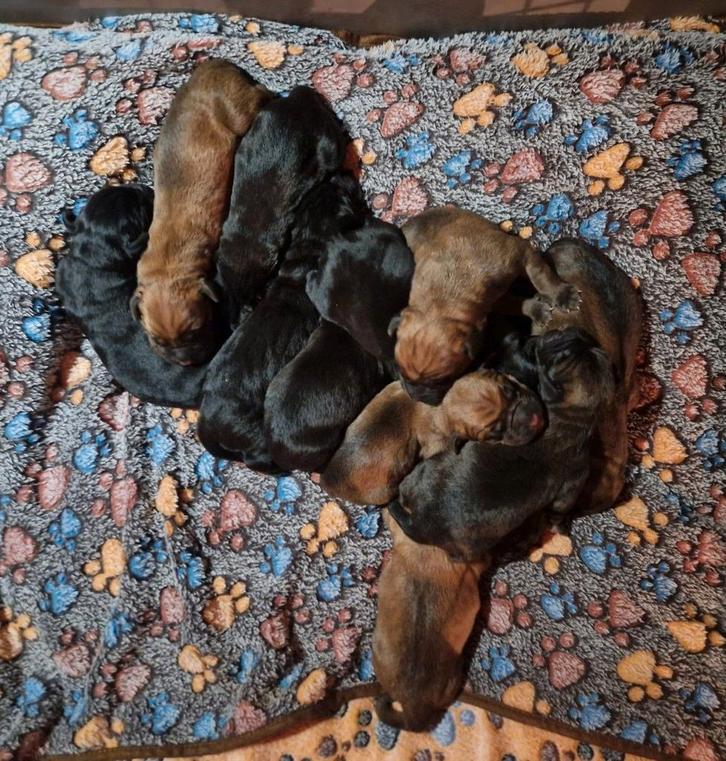 PUPS - Bordeaux Dog x Cane Corso - nog 1 teefje beschikbaar, Dieren en Toebehoren, Honden | Bulldogs, Pinschers en Molossers, Meerdere dieren