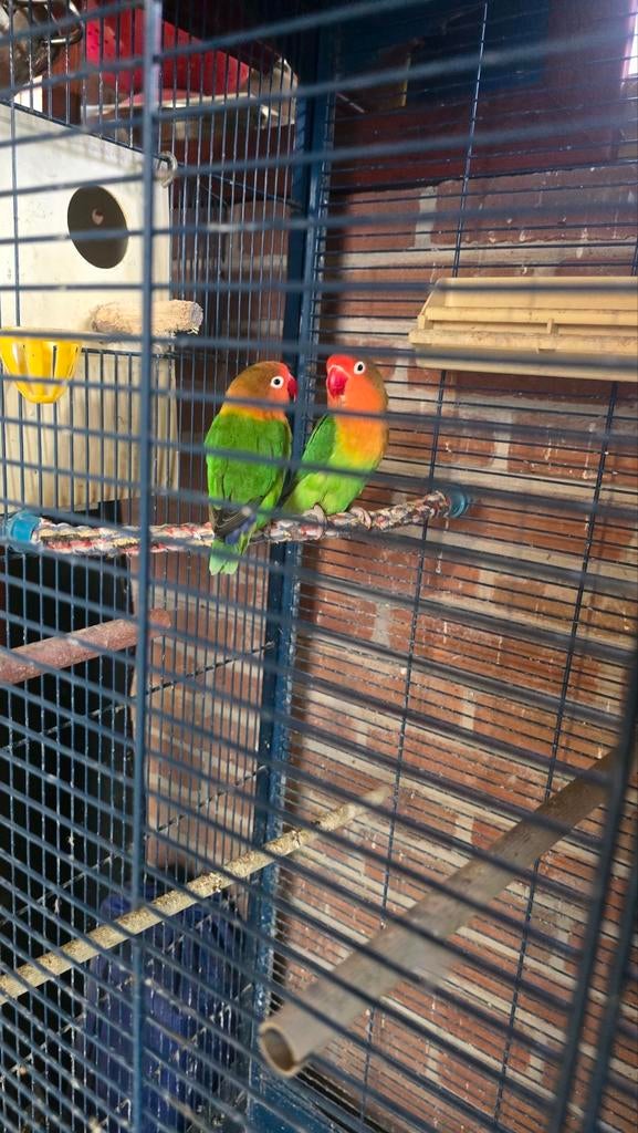 Koppel Fischer, Meerdere dieren, Parkiet