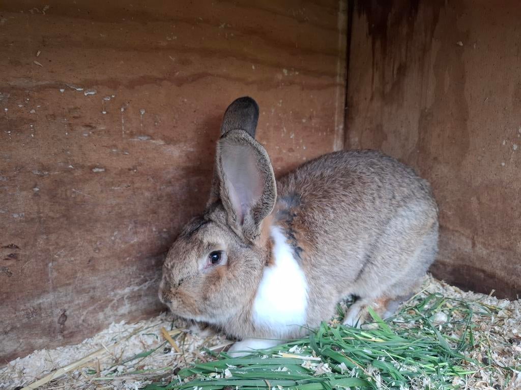 Vlaamse reus ram, Dieren en Toebehoren, Mannelijk, Groot