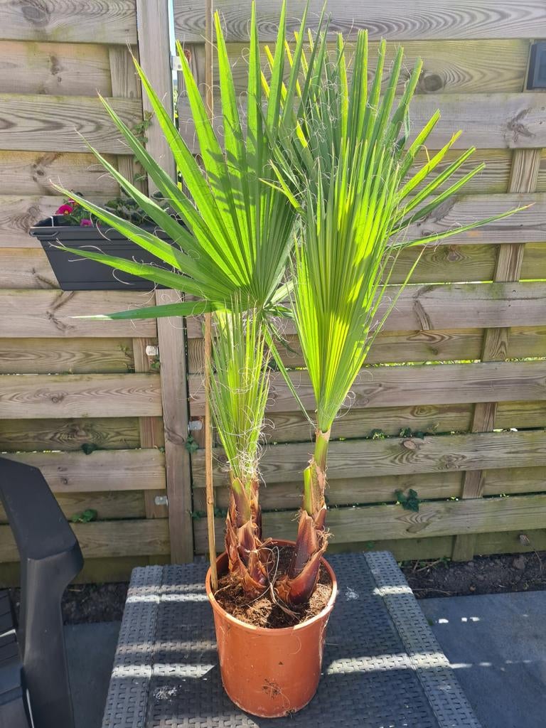 Palm, Ophalen of Verzenden, Bloeit niet, Overige soorten, Volle zon