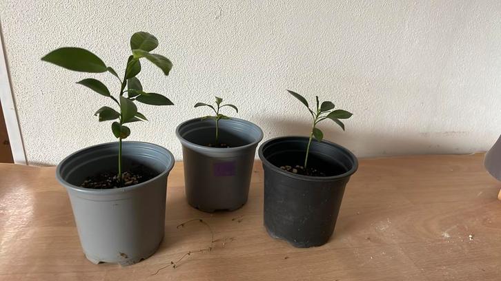 Yuzu zaailingen, Tuin en Terras, Planten | Bomen, Overige soorten, Minder dan 100 cm, Volle zon, Ophalen of Verzenden