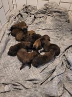 Lente puppies!! Met garantie!!, Dieren en Toebehoren, Honden | Herdershonden en Veedrijvers, 8 tot 15 weken, Parvo, Meerdere, Meerdere dieren