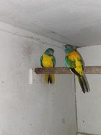 Splendids Opaline Poppen en Split Mannen, Meerdere dieren, Parkiet, Geringd