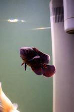 Oscar/pauwoog, Dieren en Toebehoren, Vis