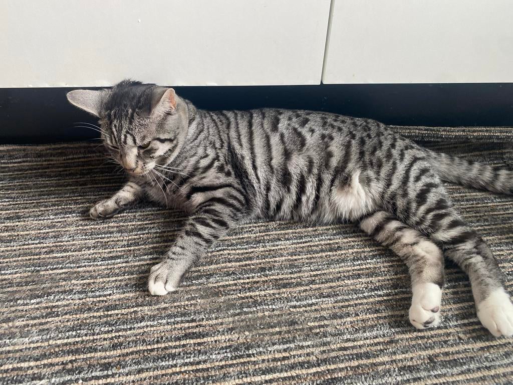 8 maanden katertje, Kater, Kortharig, 0 tot 2 jaar