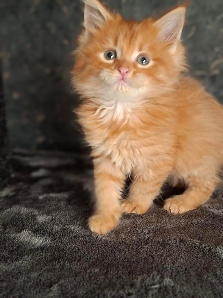 Maine coon kittens, Meerdere dieren, Ontwormd