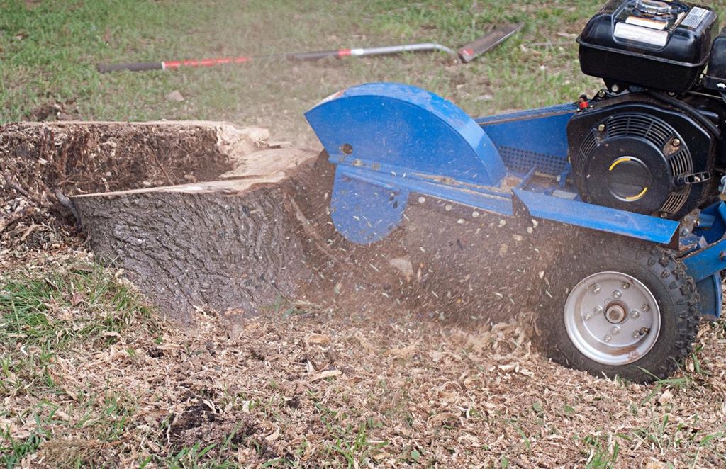 Boomstronk verwijderen / stobben frezen / stobbe verwijderen