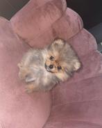 🔥Pomeriaan Pomeranian Pups Reutjes🔥, Parvo, Keeshond, 8 tot 15 weken, Meerdere