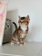 Kittens X britse korthaar x Egyptische Mau, Meerdere dieren, Ontwormd, 0 tot 2 jaar