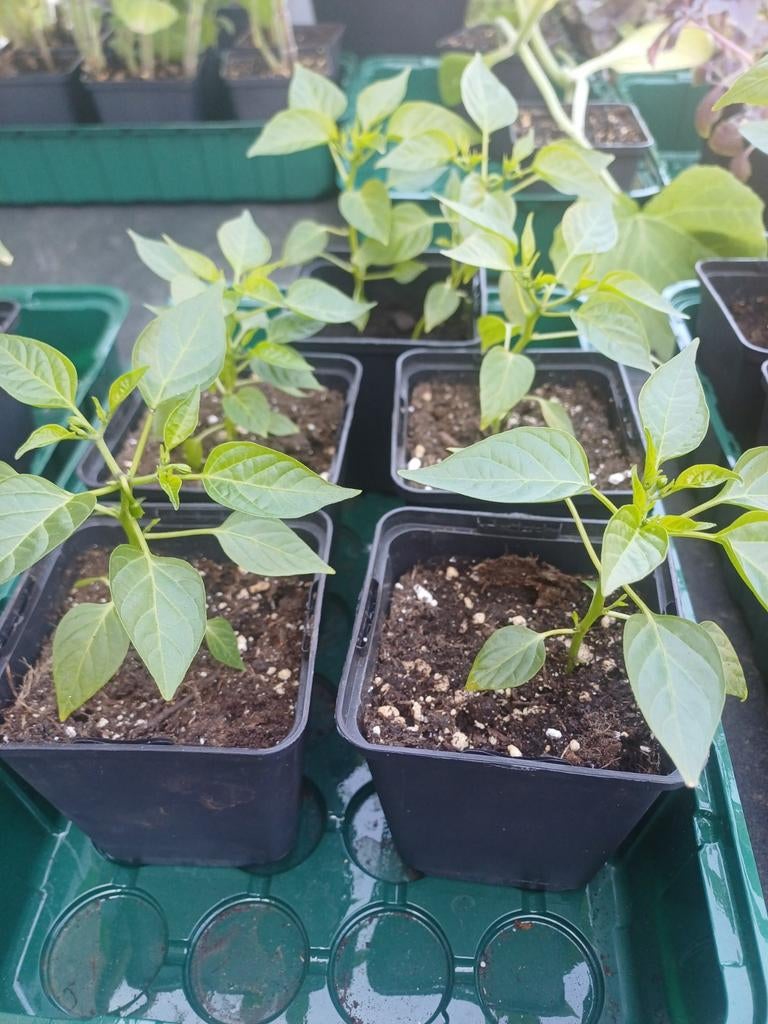 Rode peperplantjes, Tuin en Terras, Planten | Tuinplanten, Ophalen, Volle zon, Groenteplanten, Eenjarig