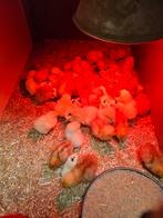 Diverse kuikens te koop, Dieren en Toebehoren, Pluimvee, Meerdere dieren, Kip