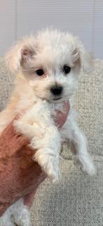 Maltezer/Maltipo pups, Maltezer, 8 tot 15 weken, Parvo, Meerdere