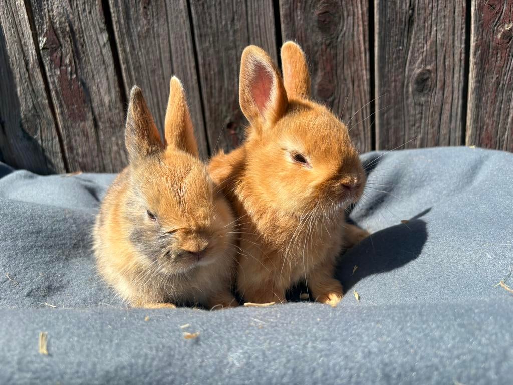Dwergkonijntjes, Dieren en Toebehoren, Konijnen, Vrouwelijk, Dwerg, 0 tot 2 jaar
