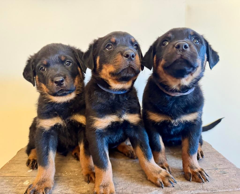 Prachtige Rottweiler pups, Dieren en Toebehoren, Honden | Beagles, Bassets en Lopende honden, Overige rassen, 8 tot 15 weken, Meerdere