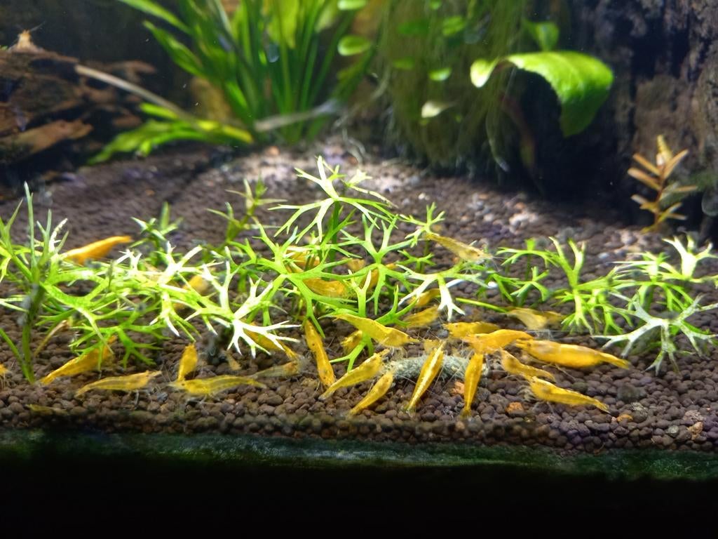 Gele neocaridina garnalen, Dieren en Toebehoren, Vissen | Aquariumvissen, Kreeft, Krab of Garnaal