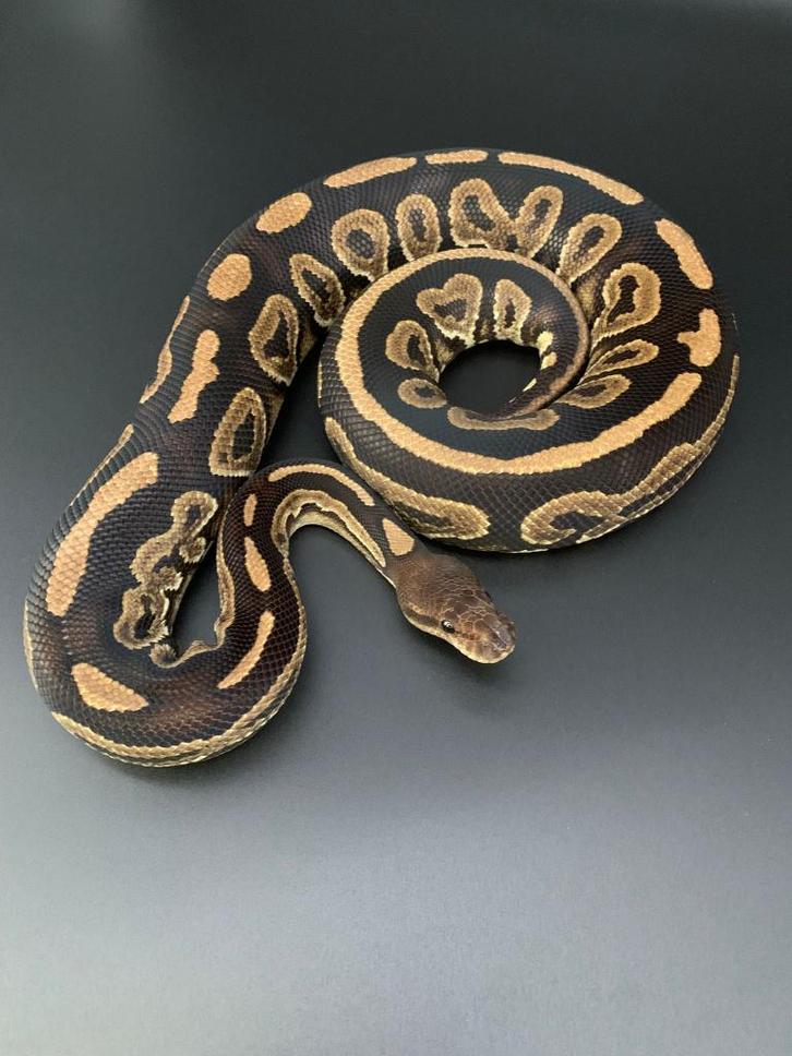 1.0 mahogany cinnamon het clown