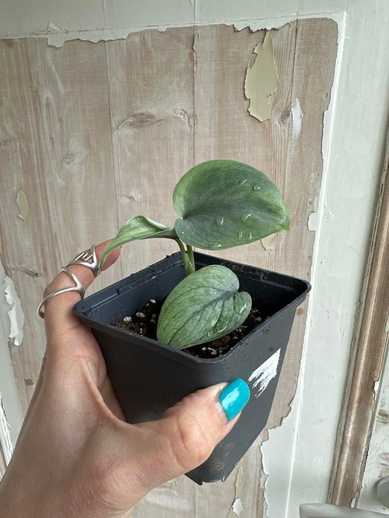 Scindapsus Silver Hero, Ophalen of Verzenden