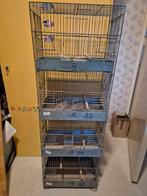 Kweekkooi/stapelkooi, Ophalen