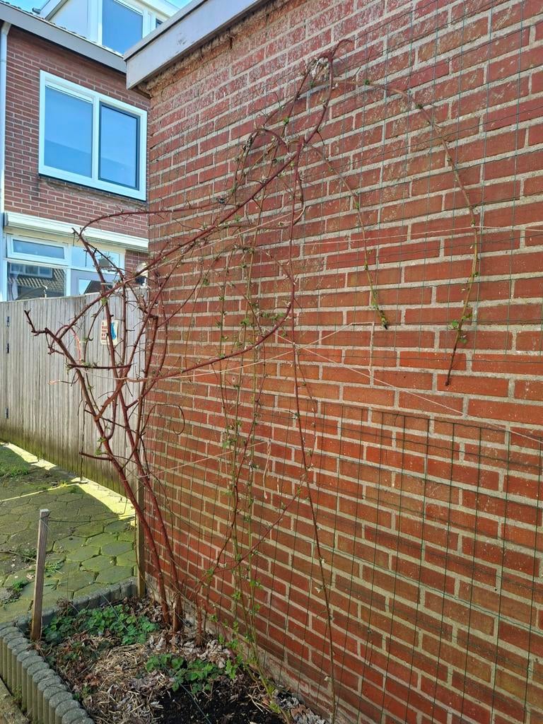 Grote japanse wijnbes struik, Ophalen, Overige soorten, 100 tot 250 cm