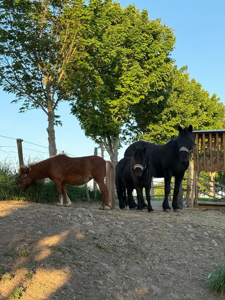 Verzorger gezocht voor onze 3 pony’s