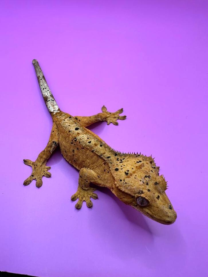 Wimpergekko vrouw red super dalmatian Crested Gecko - female for sale from RX Cresties