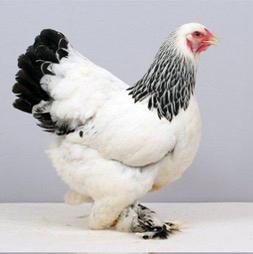 Broedeieren van de brahma columbia, Geslacht onbekend, Kip