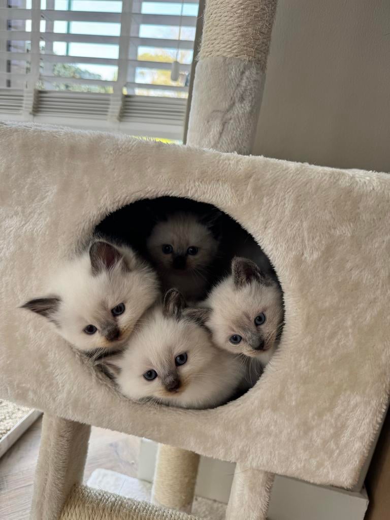 ** 1 kitten beschikbaar! Ragdoll - Siamees kittens, Dieren en Toebehoren, Meerdere dieren, 0 tot 2 jaar