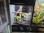 Exo terra 30 x 30 x 45, Dieren en Toebehoren, Ophalen, Zo goed als nieuw, Terrarium of Paludarium