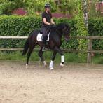 Complete topbrave KWPN hengst, Dieren en Toebehoren, Paarden, B, Dressuurpaard, Hengst, Gechipt