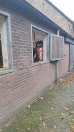Plek vrij op kleinschalige pensionstal, Dieren en Toebehoren, 1 paard of pony