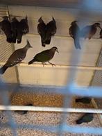 Australische kuif duiven, Dieren en Toebehoren, Vogels | Duiven, Meerdere dieren, Overige soorten