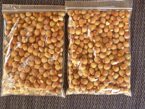 HAZELNOTEN   biologisch geteeld van eigen NL bodem, Diversen, Levensmiddelen, Ophalen of Verzenden