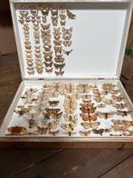 Opgezette vlinders, Antiek en Kunst, Ophalen