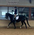 10 jarige dressuur merrie, Merrie, 160 tot 165 cm, Dressuurpaard