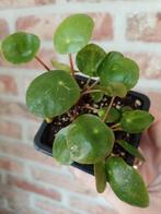 Pilea sugar (Pannenkoekenplant), Ophalen of Verzenden, Halfschaduw, Minder dan 100 cm