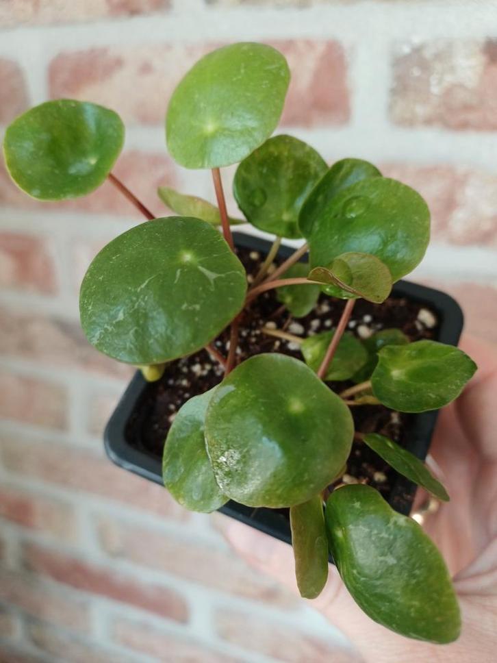 Pilea sugar (Pannenkoekenplant), Huis en Inrichting, Kamerplanten, Minder dan 100 cm, Halfschaduw, Ophalen of Verzenden